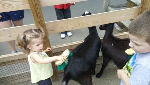 Brushing the goats